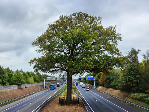 Nouja! De 180 jaar oude troeteleik moet toch gewoon blijven?