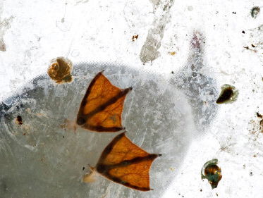 Waarom poepen vogels toch zo graag op een schone auto?