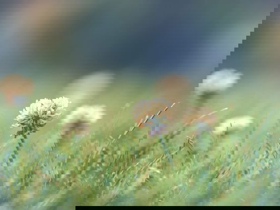 Kun je onkruid op een milieuvriendelijke manier weghalen?