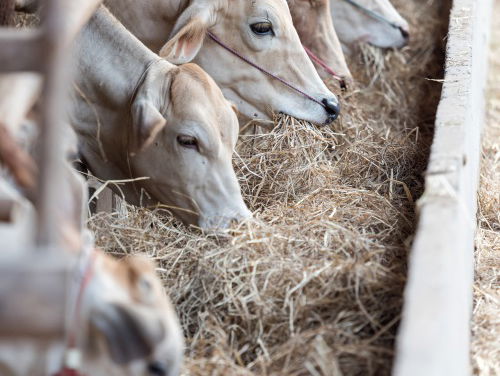 Boer Bram voelt zich gehoord na lunch met premier Rutte