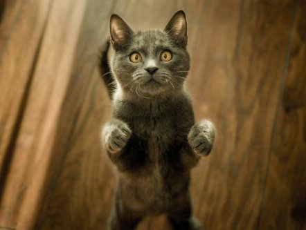 Dierendokter Martin: Het Gevaar van Lijmplanken voor Je Huisdier