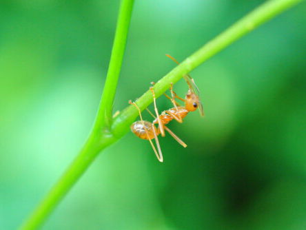 Vuurmieren en zandvlooien: kriebelige beestjes in Bolivia