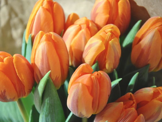 Waarom groeien tulpen zo’n eind door als ze in een vaas staan?