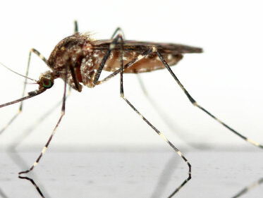 Oh no! Is er echt een nieuwe mug in Nederland!?