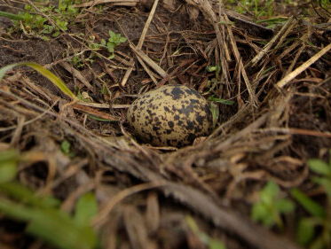 Eerste kievitsei gevonden