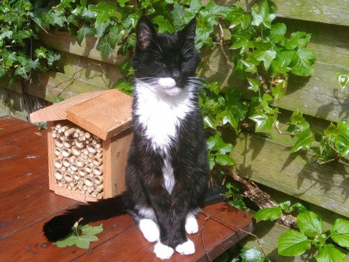 Na 18 jaar afscheid nemen van je kat...