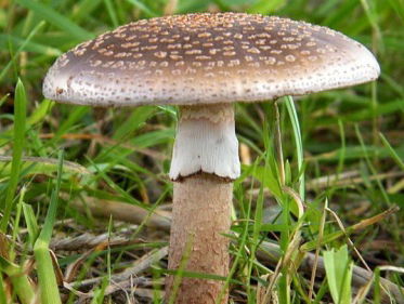 Giftige paddenstoelen plukken