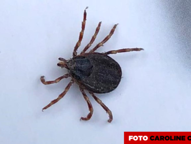 Komst reuzenteek baart bioloog Arnold van Vliet zorgen