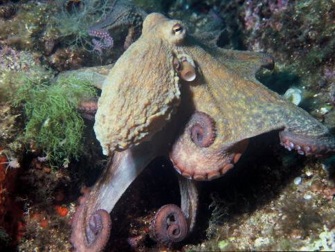 Hunkering naar liefde: de Octopus Vulgaris