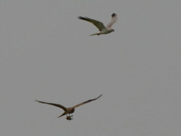 Ben vond het eerste broedende steppekiekendief-paar ooit in Nederland