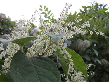 Tuinman Lodewijk Hoekstra over de Japanse duizendknoop