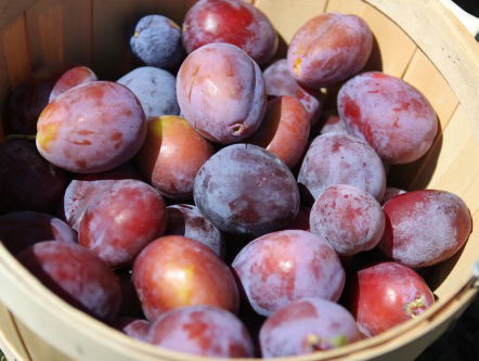 Hulde voor Annemiek! Zij zorgde ervoor dat alle pruimen van haar broer zijn verkocht.