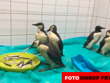 Belachelijk veel dode en zieke zeekoeten langs de Nederlandse kust. Wat is er aan de hand?