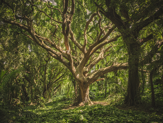 Luisteraar Ruud vraagt “dat ene mooie nummer van Steve Winwood” aan…