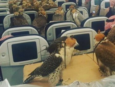 Een chimpansee in een Porsche