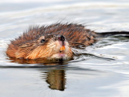 Dierennieuws: minder muskusratten, meer beverratten