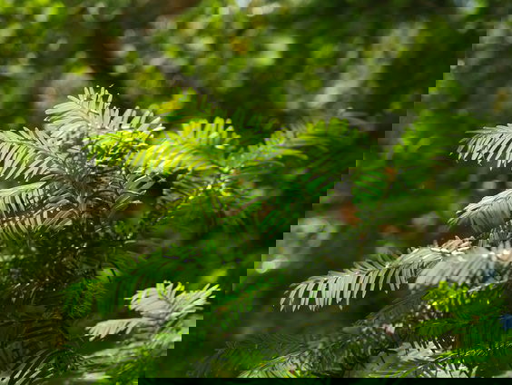 Taxus takken over? Je kunt er kankerpatiënten mee helpen!