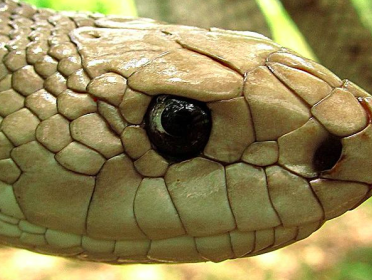 De stierslang is een hele slechte wurgslang