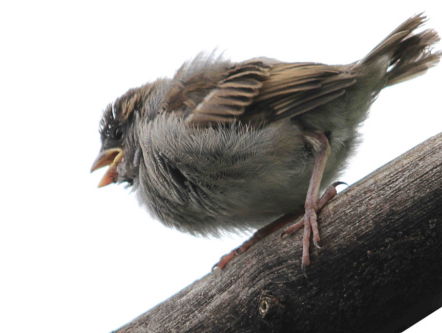 Vogelverzamelaar vergeet Pino
