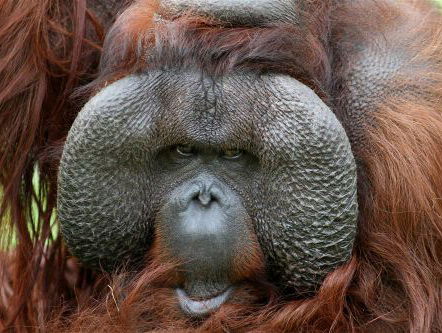 Tinder voor orang oetans in de Apenheul