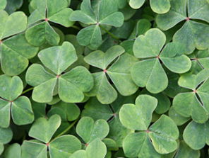 Luisteronderzoek: Geluk