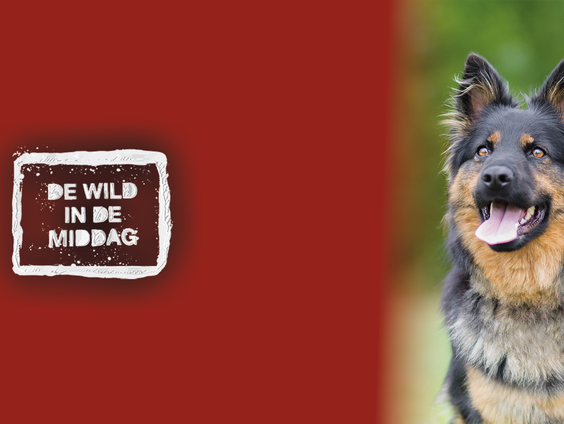 Dierendokter Martin: 'Hondenopvang kan vraag nauwelijks meer aan'