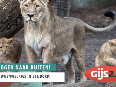 Leeuwenwelpjes mogen naar buiten