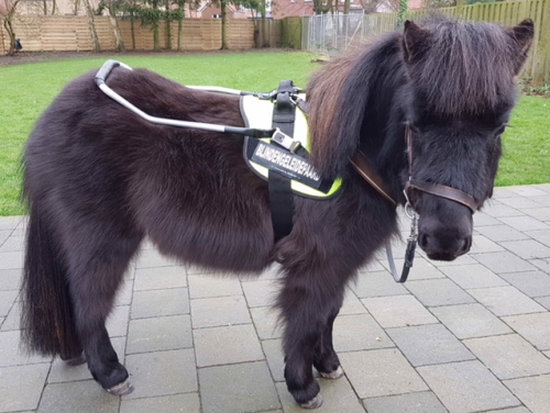 Monique heeft geen blindengeleidehond maar een blindegeleidepaard!