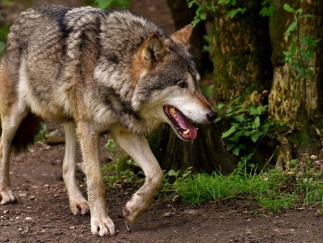 Geregeld! Vrijdag een wolvenuitzending in de achtertuin van Jeroen