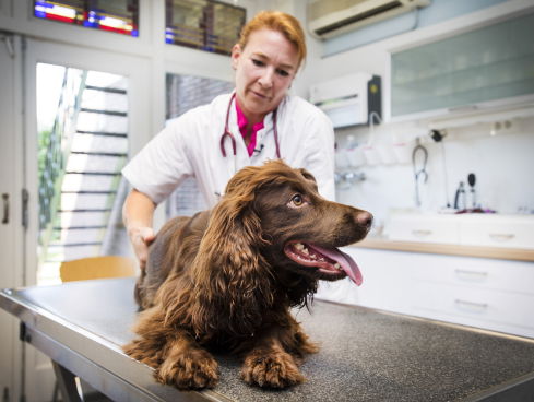 Dieren die bloed doneren gezocht!