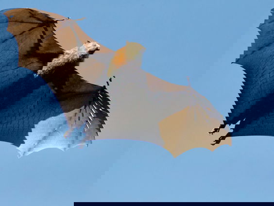 Waarom dragen vooral vleermuizen ziektes over?