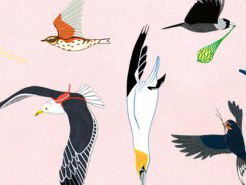 Waar komen al die vogel-uitdrukkingen vandaan?