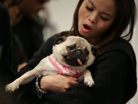 Pug Pop-Up Cafe in Amsterdam