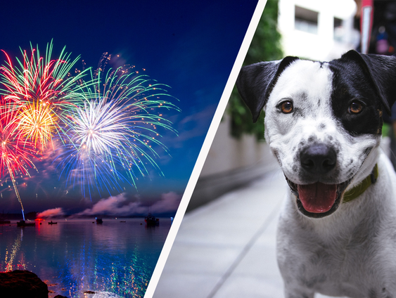 Hondenbescherming hoopt met petitie afsteken vuurwerk tegen te gaan: 'Stress en trauma's honden'