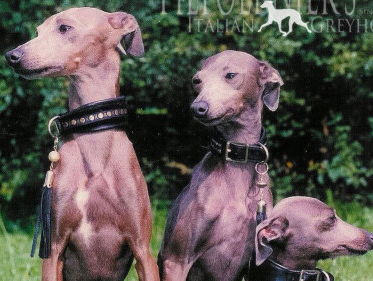 Lucien heeft de beste hond van Nederland