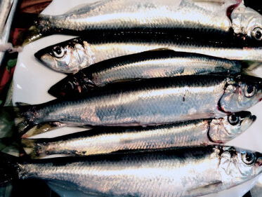 Vishandel Ruud den Haan heeft de lekkerste haring van Nederland