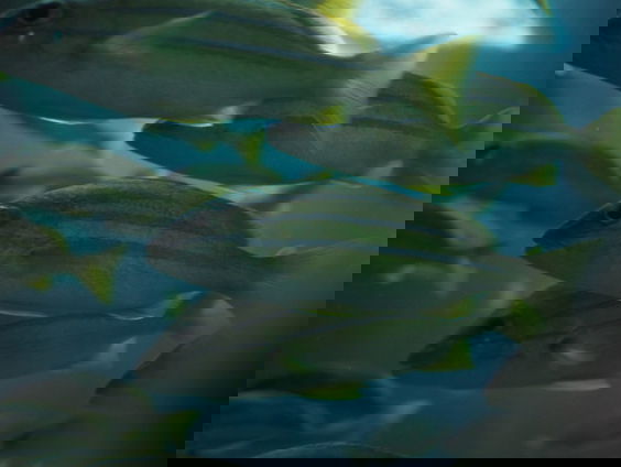 De veelbesproken visdeurbel in Utrecht stopt