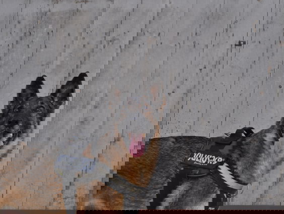 Dierendokter Martin was jarenlang trainer van politiehonden!