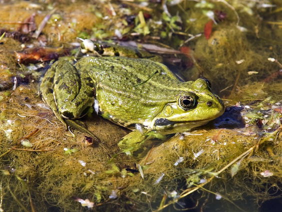Kinderspreekkwartier: Waarom leggen kikkers hun dril in een bolletje en padden in een sliert?