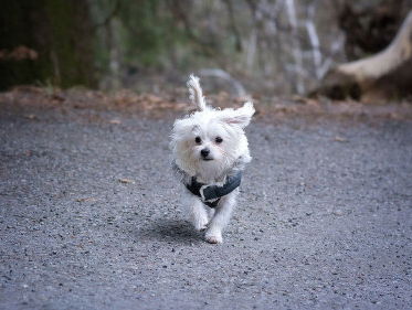 Nieuwe trend: een deel-hond. Is dat volgens Martin Gaus een goed idee?