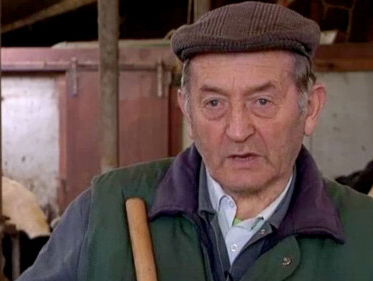 Uniek! Boer versloot heeft voor de 3e keer op rij een kalfjestweeling met verschillende kleuren