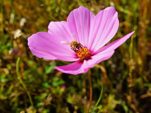 Red de Bij met Staats-zaad !