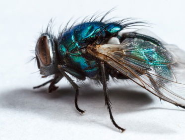 Luisteraar Paul (vegetariër) slikt vlieg in tijdens ‘Learn To FLY'