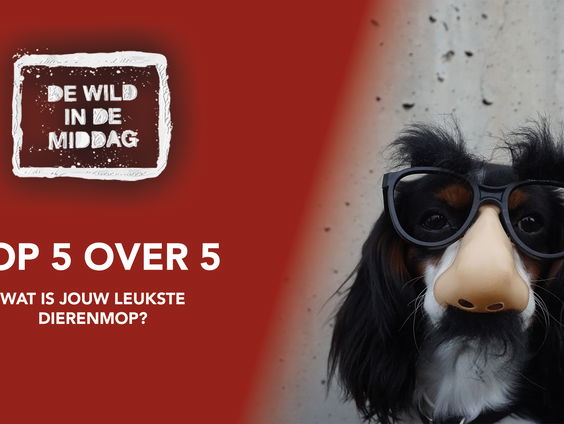 Top 5 over 5: Wat is jouw leukste dierenmop?