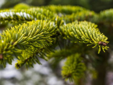 Rotterdamse kerstboom is weggehaald en wordt... champagne!