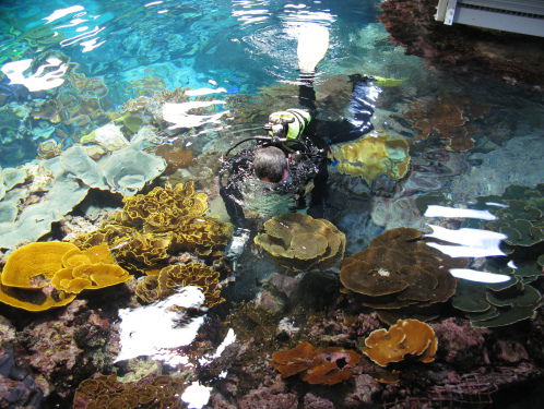 Vandaag verhuizen meer dan 300 gekweekte koralen, zeeanemonen en vissen naar Engeland