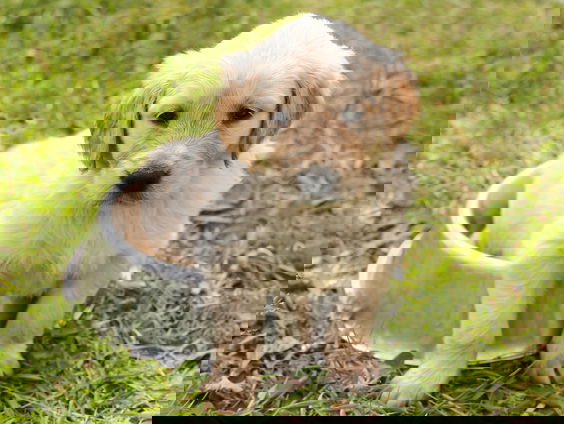 Dierenarts Piet Hellemans luidt de noodklok