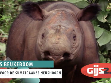 Sumatraanse neushoorn gevangen voor fokprogramma
