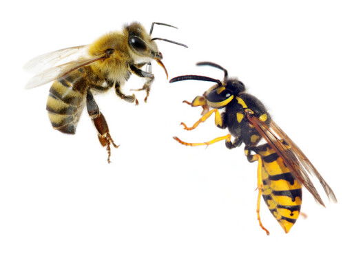 Nationale Zaadlozings Marathon!