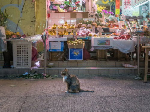 Kattenfotograaf in Hong Kong